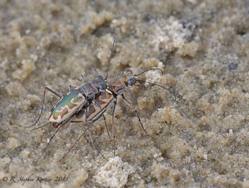 Ellipsoptera cuprascens